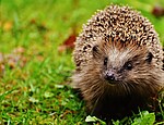 Logo Fachvortrag: Igel im Garten - wie wir ihnen helfen können