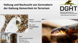 Banner Haltung und Nachzucht von Zornnattern der Gattung Hemorrhois im Terrarium 