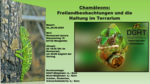Logo Chamäleons: Freilandbeobachtung und Terrarienhaltung