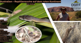 Banner Australien – Reptiliensuche auf dem roten Kontinent - Dirk Volling