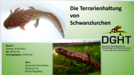 Banner Die Terrarienhaltung von Schwanzlurchen