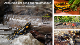 Banner Vortrag: Alles rund um den Feuersalamander 